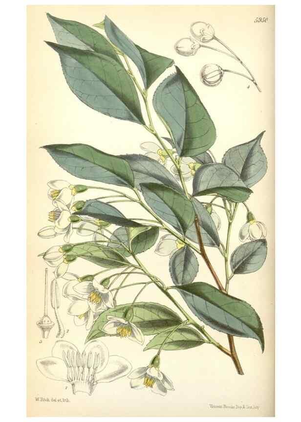 Reproducción/Reproduction 35108924832: Curtis's botanical magazine.. London ; New York [etc.] :Academic Press [etc.]