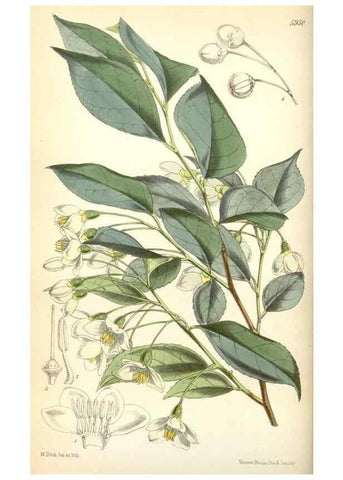 Reproducción/Reproduction 35108924832: Curtis's botanical magazine.. London ; New York [etc.] :Academic Press [etc.]