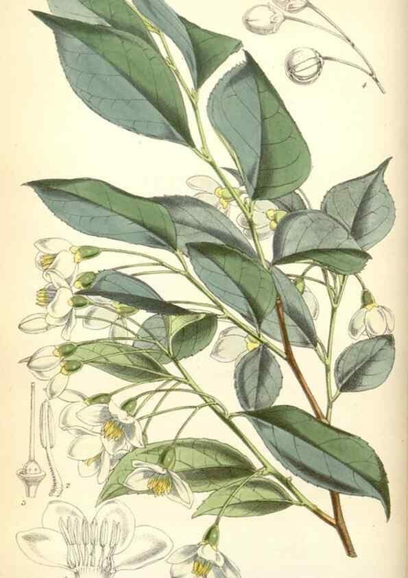 Reproducción/Reproduction 35108924832: Curtis's botanical magazine.. London ; New York [etc.] :Academic Press [etc.]