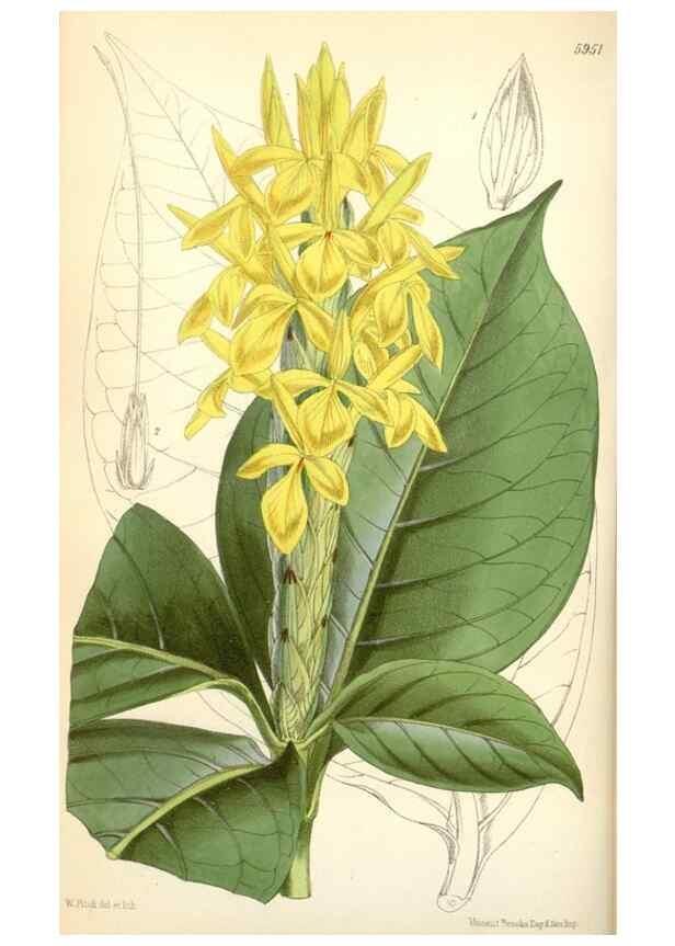 Reproducción/Reproduction 35108925942: Curtis's botanical magazine.. London ; New York [etc.] :Academic Press [etc.]