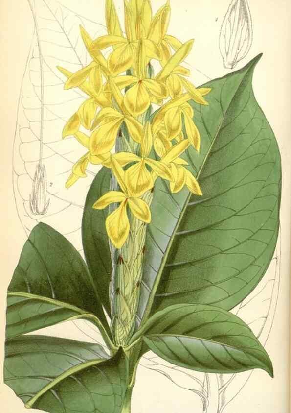 Reproducción/Reproduction 35108925942: Curtis's botanical magazine.. London ; New York [etc.] :Academic Press [etc.]