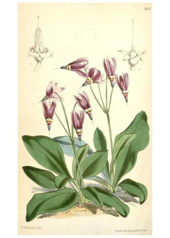 Reproducción/Reproduction 35145079971: Curtis's botanical magazine.. London ; New York [etc.] :Academic Press [etc.]