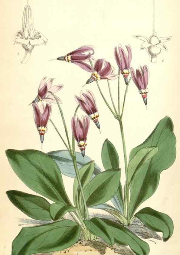 Reproducción/Reproduction 35145079971: Curtis's botanical magazine.. London ; New York [etc.] :Academic Press [etc.]