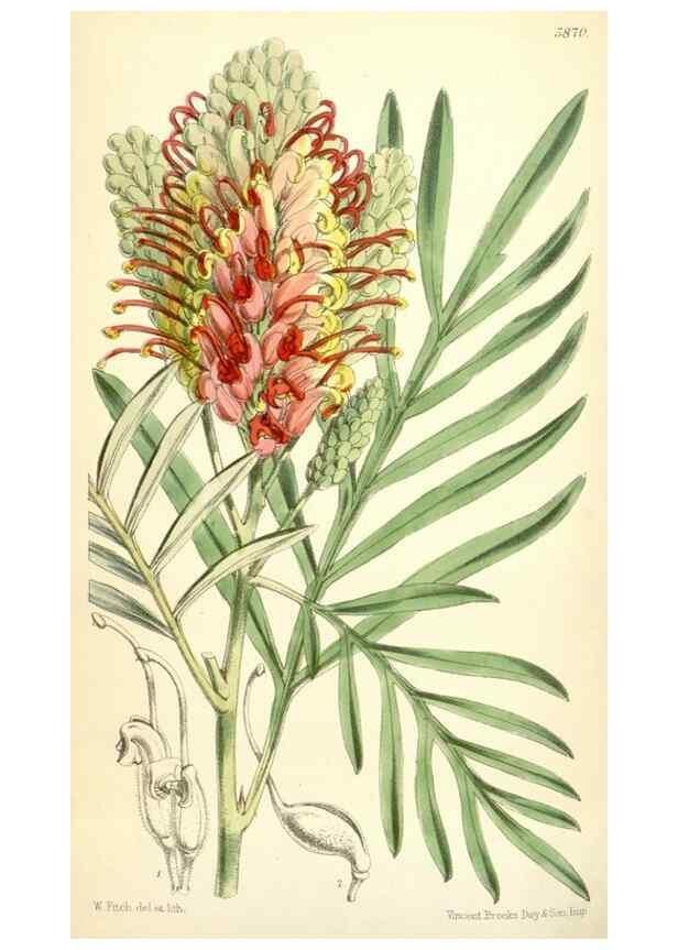 Reproducción/Reproduction 35145076661: Curtis's botanical magazine.. London ; New York [etc.] :Academic Press [etc.]