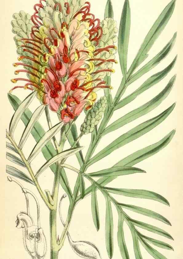 Reproducción/Reproduction 35145076661: Curtis's botanical magazine.. London ; New York [etc.] :Academic Press [etc.]