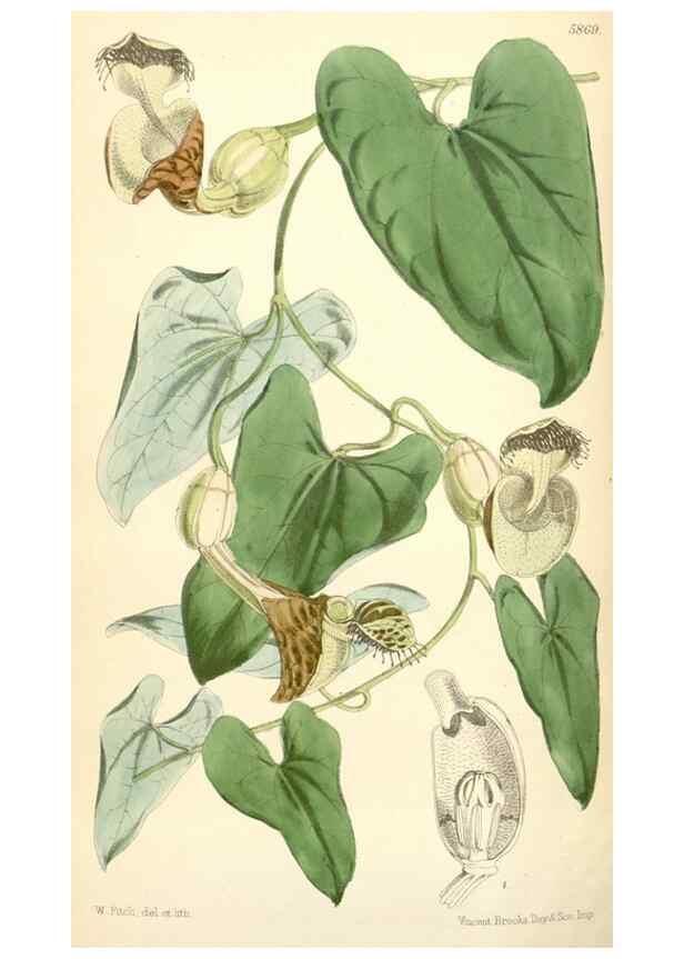 Reproducción/Reproduction 35145073391: Curtis's botanical magazine.. London ; New York [etc.] :Academic Press [etc.]