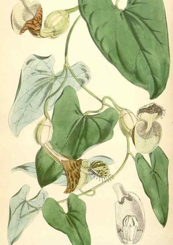Reproducción/Reproduction 35145073391: Curtis's botanical magazine.. London ; New York [etc.] :Academic Press [etc.]