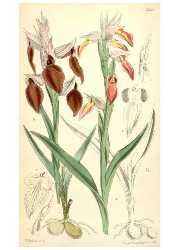 Reproducción/Reproduction 34465617083: Curtis's botanical magazine.. London ; New York [etc.] :Academic Press [etc.]