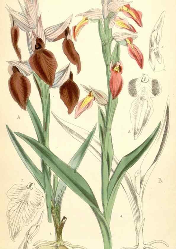 Reproducción/Reproduction 34465617083: Curtis's botanical magazine.. London ; New York [etc.] :Academic Press [etc.]