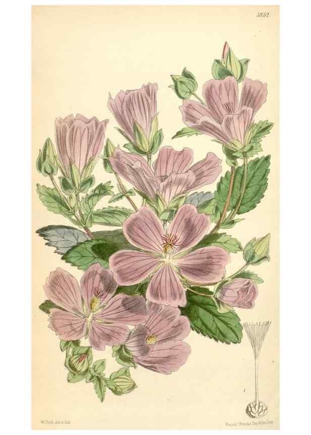 Reproducción/Reproduction 35234753816: Curtis's botanical magazine.. London ; New York [etc.] :Academic Press [etc.]