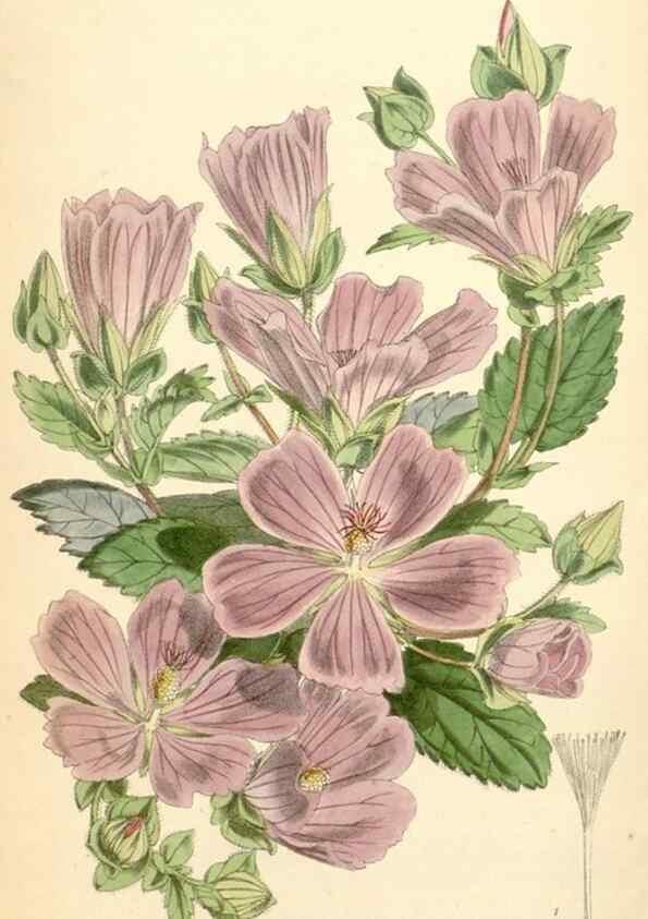 Reproducción/Reproduction 35234753816: Curtis's botanical magazine.. London ; New York [etc.] :Academic Press [etc.]