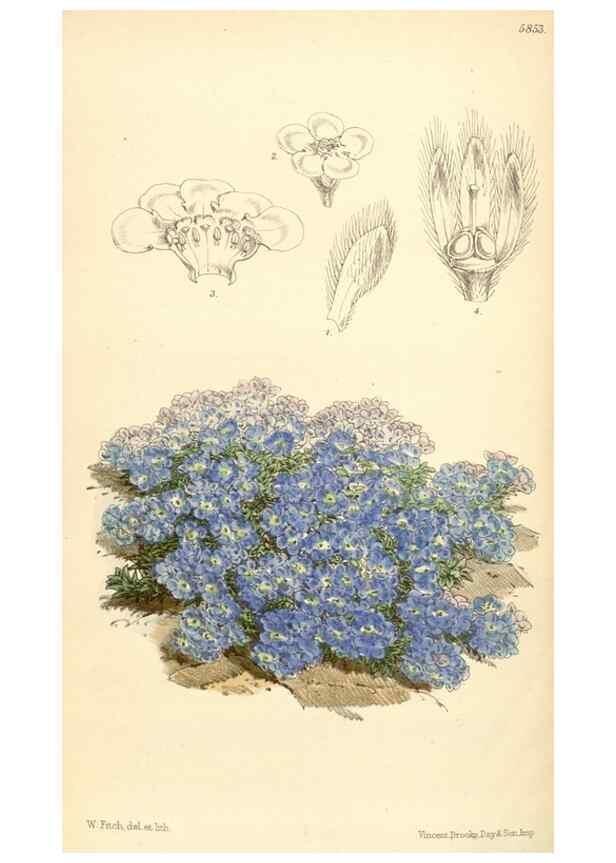 Reproducción/Reproduction 35108722312: Curtis's botanical magazine.. London ; New York [etc.] :Academic Press [etc.]