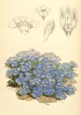 Reproducción/Reproduction 35108722312: Curtis's botanical magazine.. London ; New York [etc.] :Academic Press [etc.]