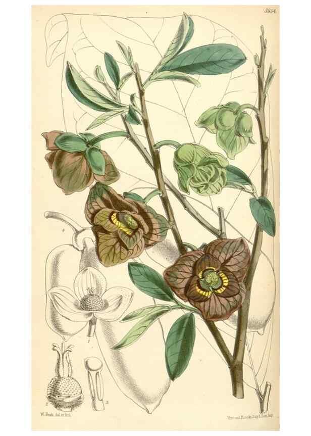 Reproducción/Reproduction 35108723882: Curtis's botanical magazine.. London ; New York [etc.] :Academic Press [etc.]