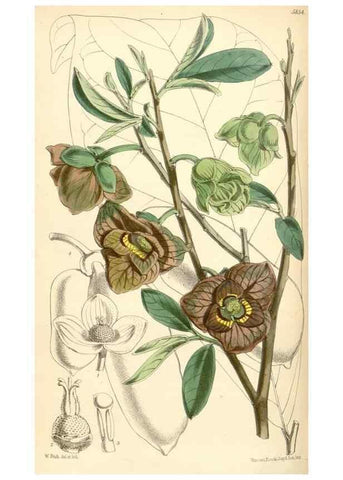 Reproducción/Reproduction 35108723882: Curtis's botanical magazine.. London ; New York [etc.] :Academic Press [etc.]