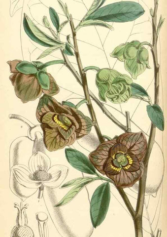 Reproducción/Reproduction 35108723882: Curtis's botanical magazine.. London ; New York [etc.] :Academic Press [etc.]