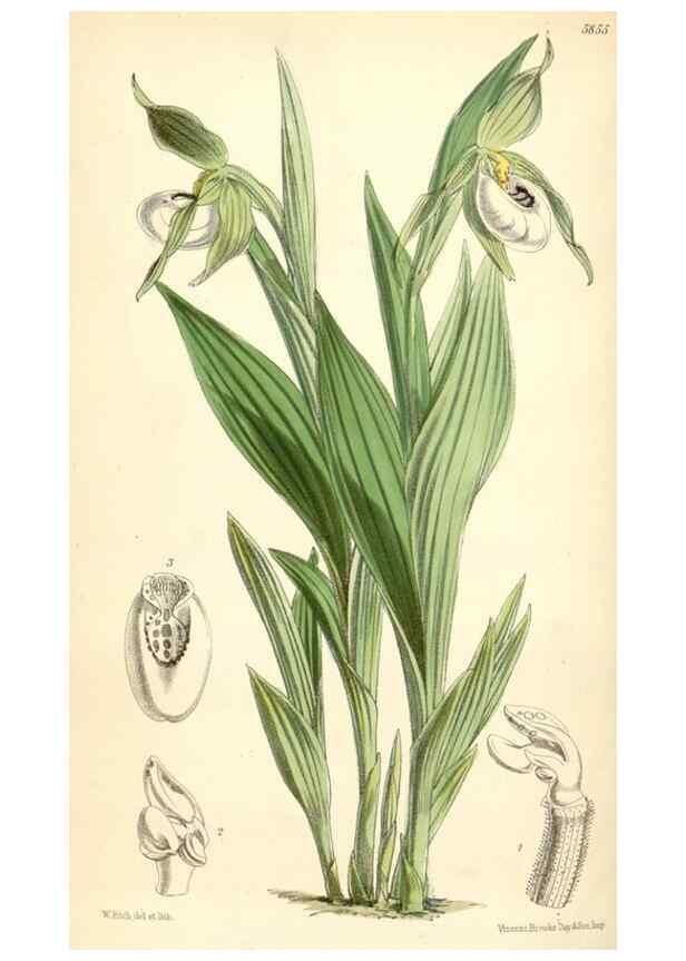 Reproducción/Reproduction 35145037981: Curtis's botanical magazine.. London ; New York [etc.] :Academic Press [etc.]