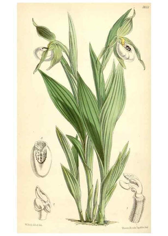 Reproducción/Reproduction 35145037981: Curtis's botanical magazine.. London ; New York [etc.] :Academic Press [etc.]