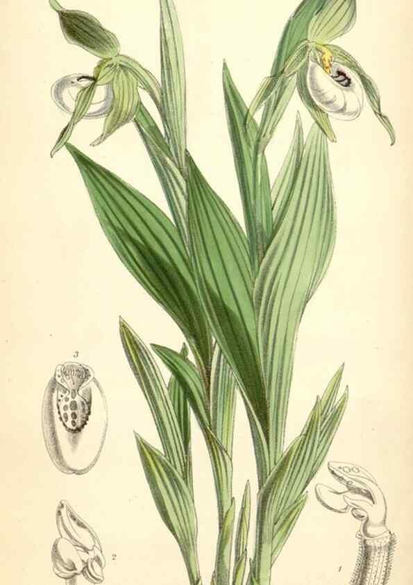Reproducción/Reproduction 35145037981: Curtis's botanical magazine.. London ; New York [etc.] :Academic Press [etc.]
