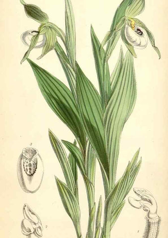 Reproducción/Reproduction 35145037981: Curtis's botanical magazine.. London ; New York [etc.] :Academic Press [etc.]