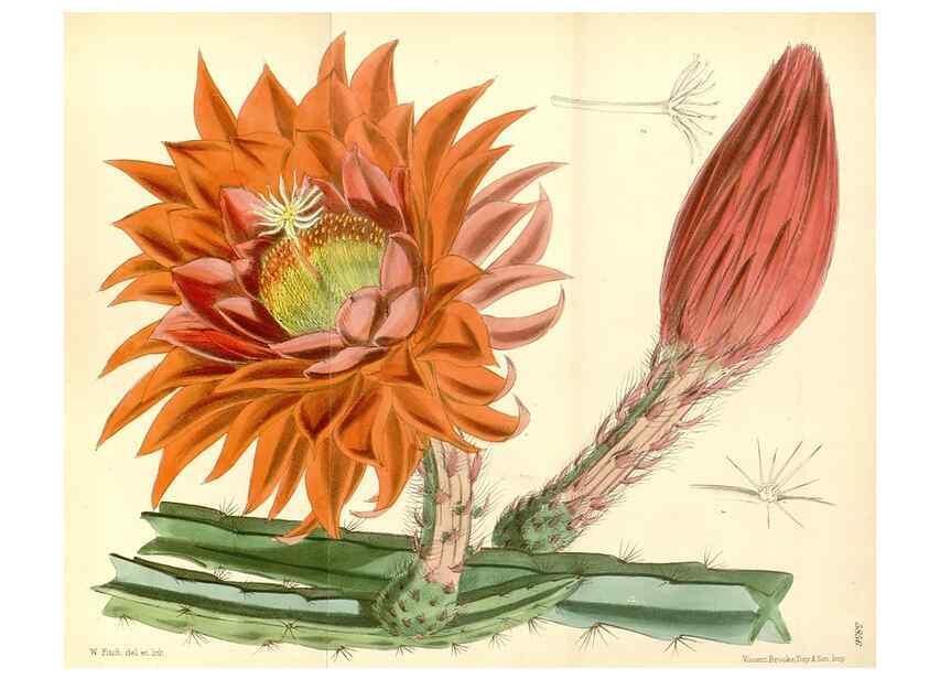 Reproducción/Reproduction 34887950680: Curtis's botanical magazine.. London ; New York [etc.] :Academic Press [etc.]