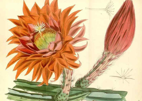 Reproducción/Reproduction 34887950680: Curtis's botanical magazine.. London ; New York [etc.] :Academic Press [etc.]