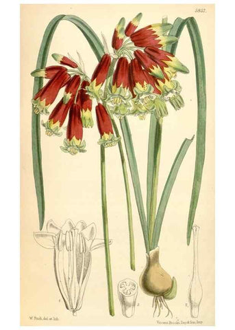Reproducción/Reproduction 34887952110: Curtis's botanical magazine.. London ; New York [etc.] :Academic Press [etc.]