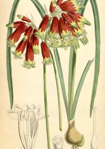 Reproducción/Reproduction 34887952110: Curtis's botanical magazine.. London ; New York [etc.] :Academic Press [etc.]