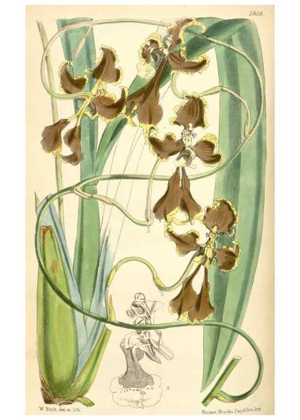 Reproducción/Reproduction 35108730482: Curtis's botanical magazine.. London ; New York [etc.] :Academic Press [etc.]
