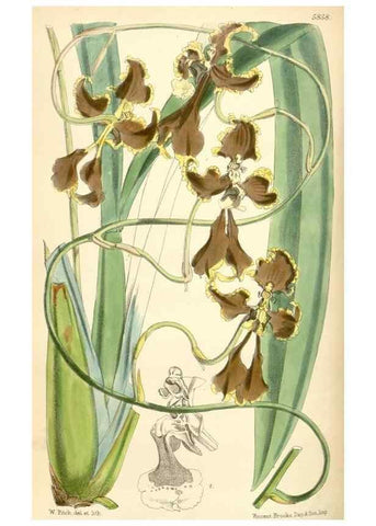 Reproducción/Reproduction 35108730482: Curtis's botanical magazine.. London ; New York [etc.] :Academic Press [etc.]
