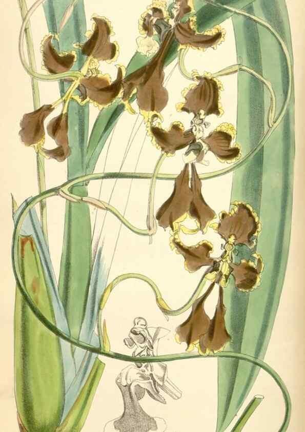 Reproducción/Reproduction 35108730482: Curtis's botanical magazine.. London ; New York [etc.] :Academic Press [etc.]