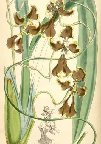Reproducción/Reproduction 35108730482: Curtis's botanical magazine.. London ; New York [etc.] :Academic Press [etc.]