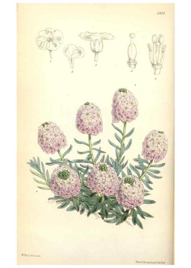Reproducción/Reproduction 35108927472: Curtis's botanical magazine.. London ; New York [etc.] :Academic Press [etc.]