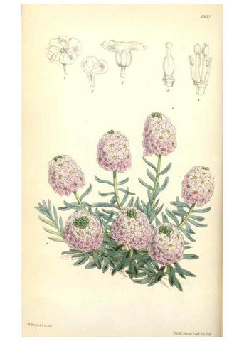Reproducción/Reproduction 35108927472: Curtis's botanical magazine.. London ; New York [etc.] :Academic Press [etc.]