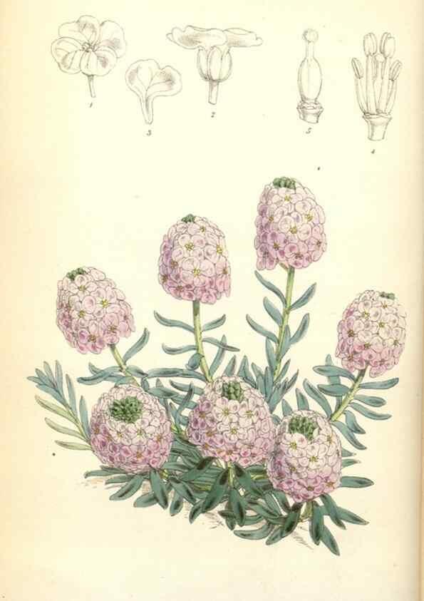 Reproducción/Reproduction 35108927472: Curtis's botanical magazine.. London ; New York [etc.] :Academic Press [etc.]