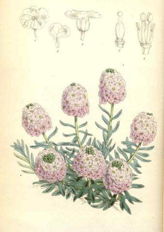 Reproducción/Reproduction 35108927472: Curtis's botanical magazine.. London ; New York [etc.] :Academic Press [etc.]