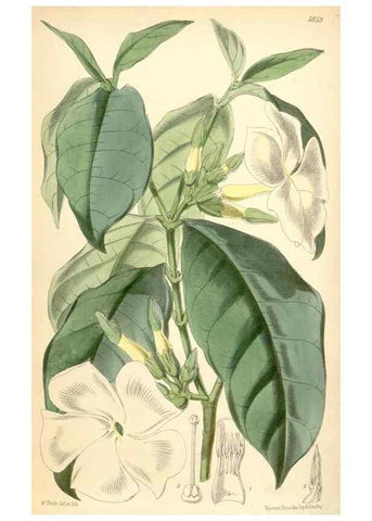 Reproducción/Reproduction 34465597743: Curtis's botanical magazine.. London ; New York [etc.] :Academic Press [etc.]