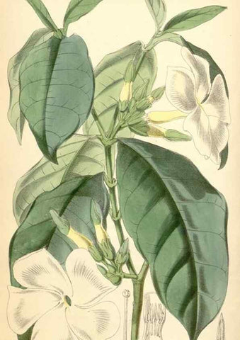 Reproducción/Reproduction 34465597743: Curtis's botanical magazine.. London ; New York [etc.] :Academic Press [etc.]