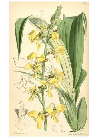 Reproducción/Reproduction 35108737052: Curtis's botanical magazine.. London ; New York [etc.] :Academic Press [etc.]