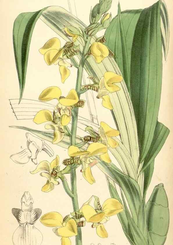 Reproducción/Reproduction 35108737052: Curtis's botanical magazine.. London ; New York [etc.] :Academic Press [etc.]