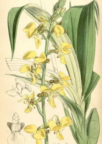 Reproducción/Reproduction 35108737052: Curtis's botanical magazine.. London ; New York [etc.] :Academic Press [etc.]