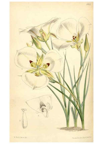 Reproducción/Reproduction 35145051931: Curtis's botanical magazine.. London ; New York [etc.] :Academic Press [etc.]