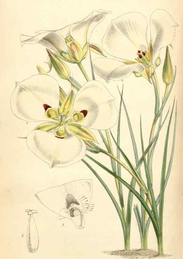 Reproducción/Reproduction 35145051931: Curtis's botanical magazine.. London ; New York [etc.] :Academic Press [etc.]