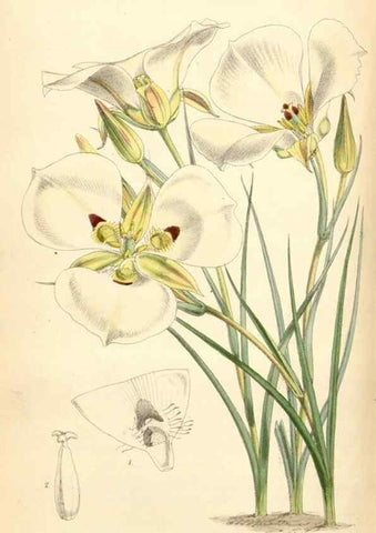 Reproducción/Reproduction 35145051931: Curtis's botanical magazine.. London ; New York [etc.] :Academic Press [etc.]