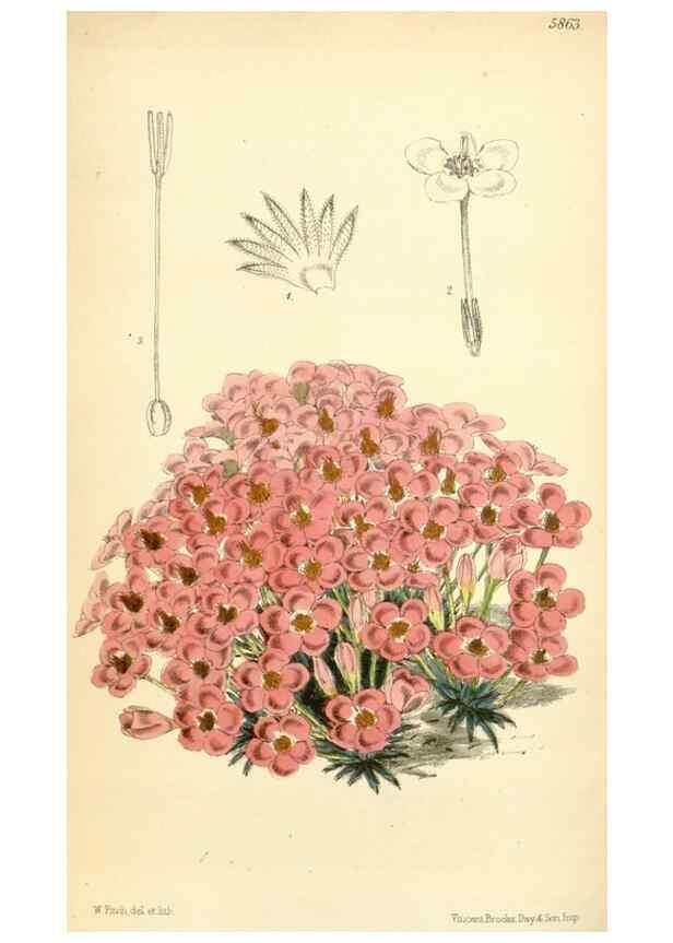 Reproducción/Reproduction 35145053721: Curtis's botanical magazine.. London ; New York [etc.] :Academic Press [etc.]