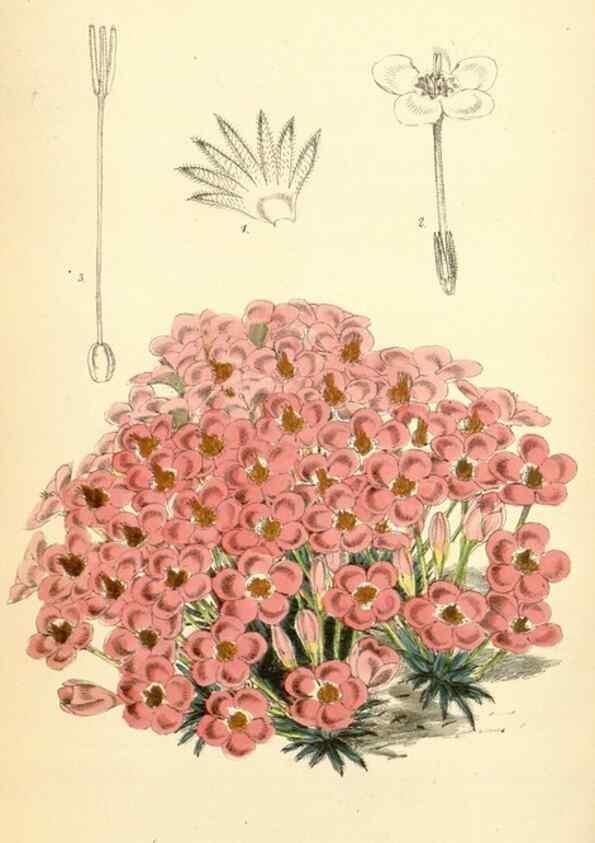 Reproducción/Reproduction 35145053721: Curtis's botanical magazine.. London ; New York [etc.] :Academic Press [etc.]