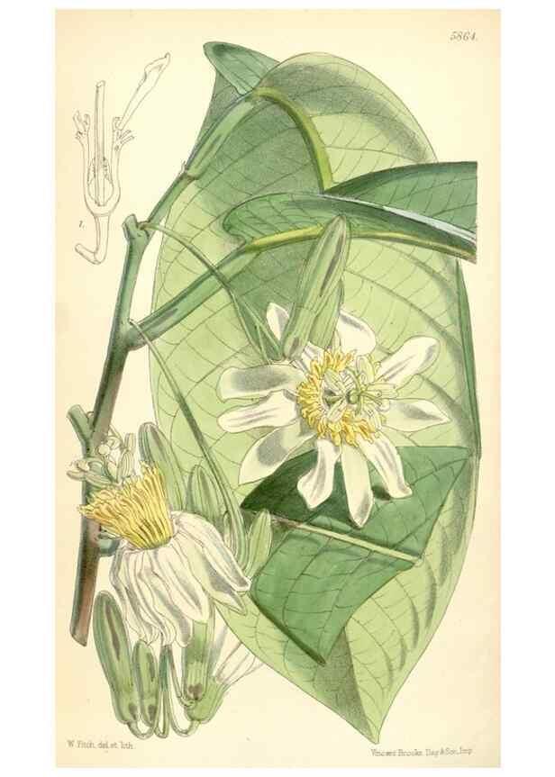 Reproducción/Reproduction 35145055501: Curtis's botanical magazine.. London ; New York [etc.] :Academic Press [etc.]