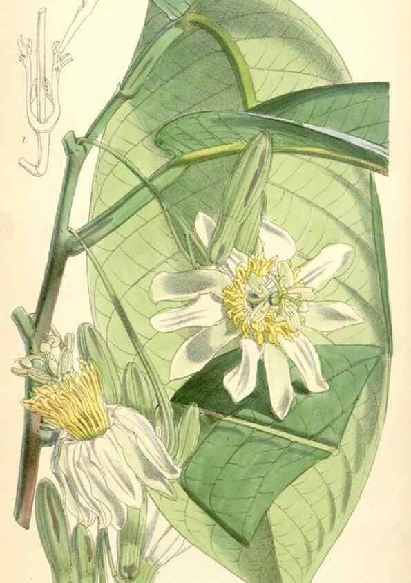 Reproducción/Reproduction 35145055501: Curtis's botanical magazine.. London ; New York [etc.] :Academic Press [etc.]