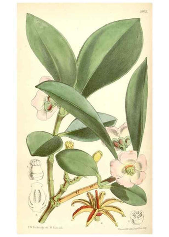 Reproducción/Reproduction 34431421184: Curtis's botanical magazine.. London ; New York [etc.] :Academic Press [etc.]