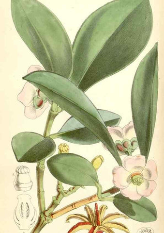 Reproducción/Reproduction 34431421184: Curtis's botanical magazine.. London ; New York [etc.] :Academic Press [etc.]